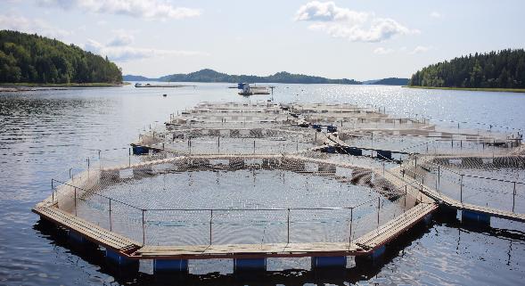 Садки для разведения рыбы